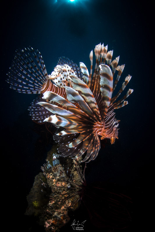 Lionfish at the protected jetty.