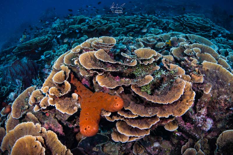 Healthy coral reef at Hera Banks.