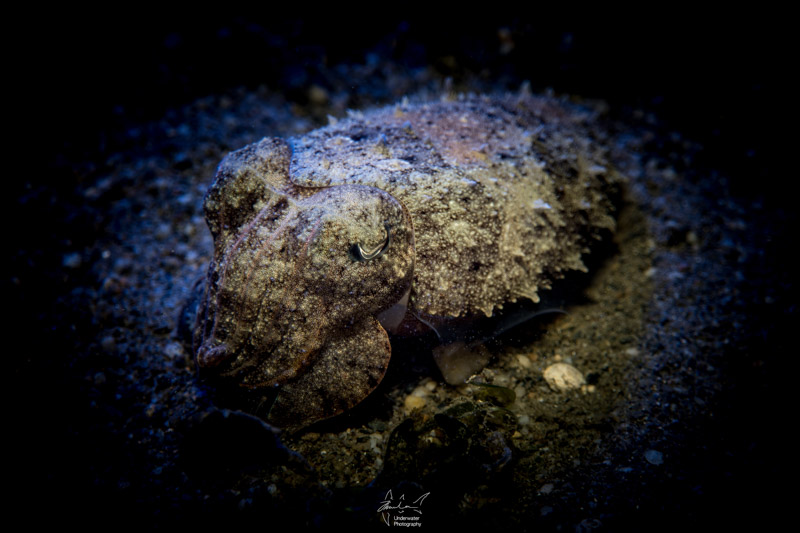 Cuttlefish during the shore dive
