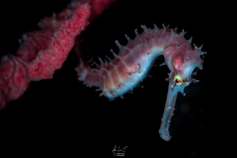 Seahorse, taken during shore dive at night using fluorescent light.