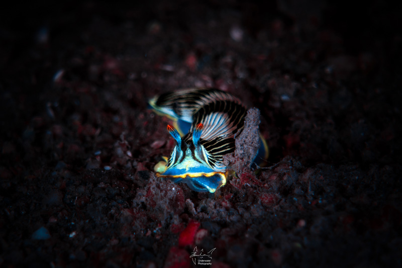 Nudibranch, taken during shore dive at night using fluorescent light.