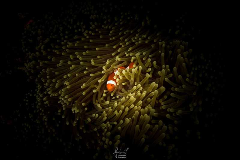 Clownfish at Atauro Island.
