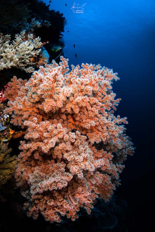 Colorful coral at Atauro Island.