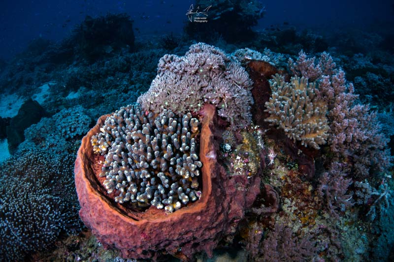Healthy coral reef at Hera Banks.