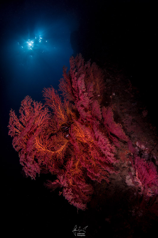 Sea fans at protected jetty.