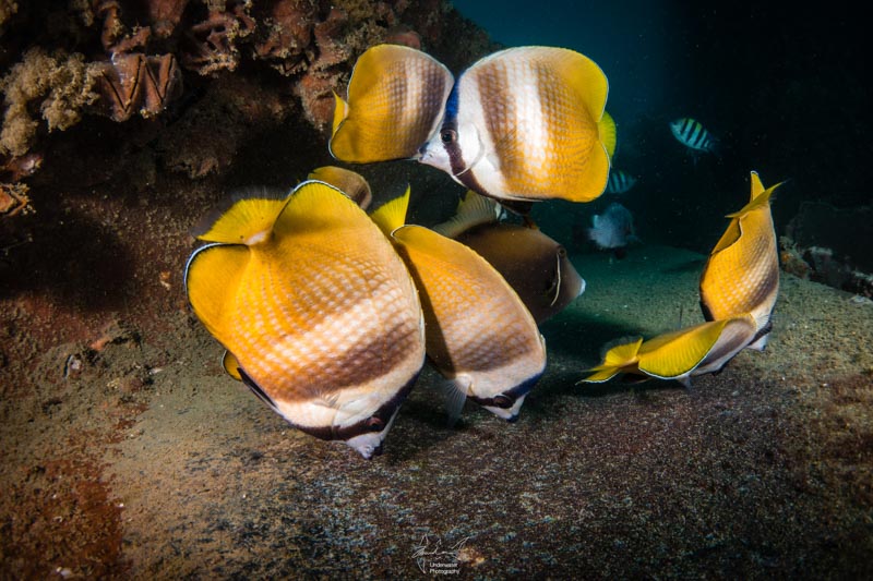 Black-lip butterflyfish at protected jetty.