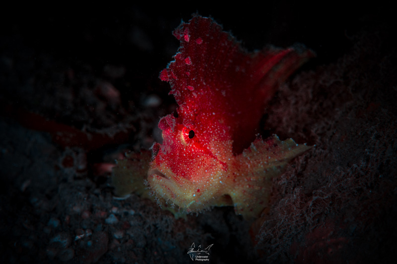 Scorpionfish, taken during shore dive at night using fluorescent light.