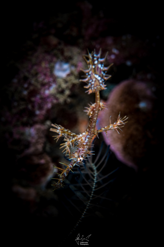 Ornate ghost pipefish, shore diving.