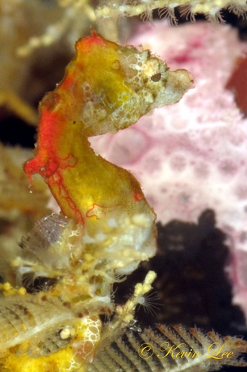 raja ampat underwater photography