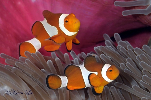raja ampat underwater photography