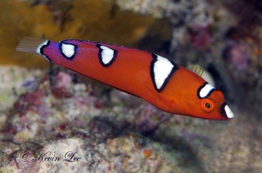 raja ampat underwater photography