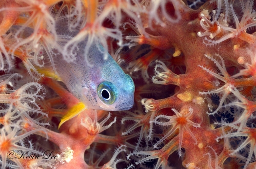 raja ampat underwater photography