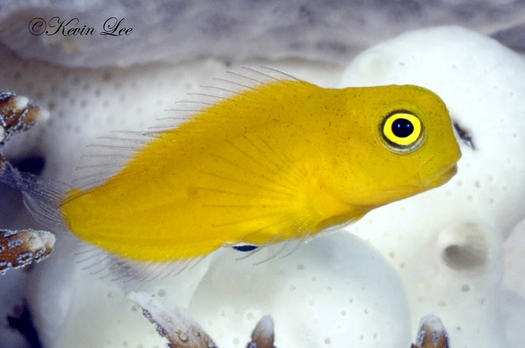 raja ampat underwater photography