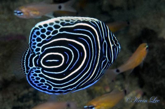 raja ampat underwater photography