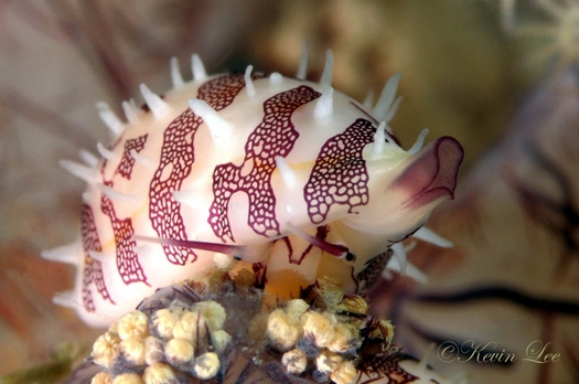 raja ampat underwater photography