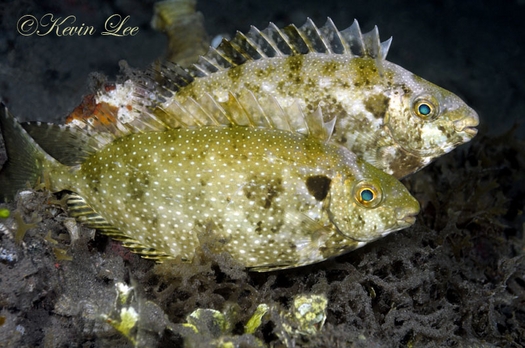 raja ampat underwater photography
