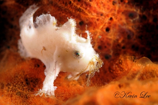 raja ampat underwater photography