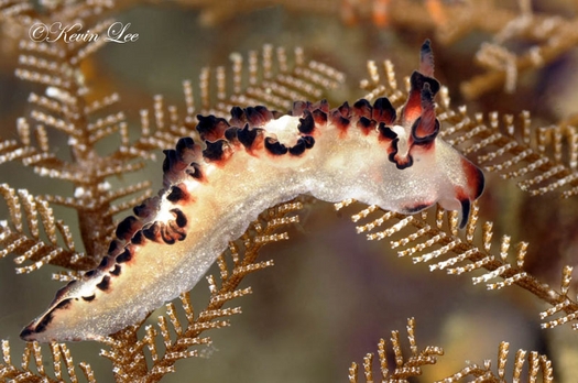 raja ampat underwater photography