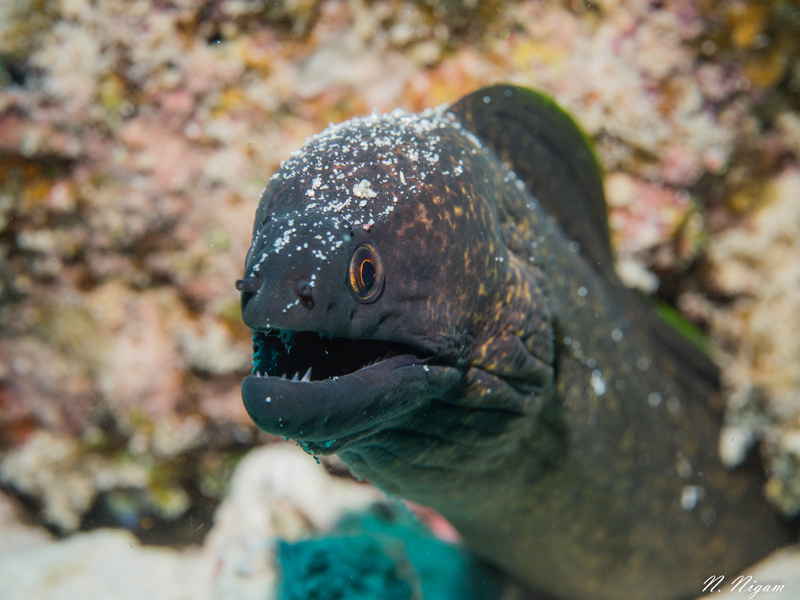 This eel photographed in Mauritius could not be isolated from the substrate behind it so I used a shallow depth of field to create an isolating effect. Olympus E-PM1, Olympus 60mm Macro lens. 1/160 sec, f/9.0, ISO 200.