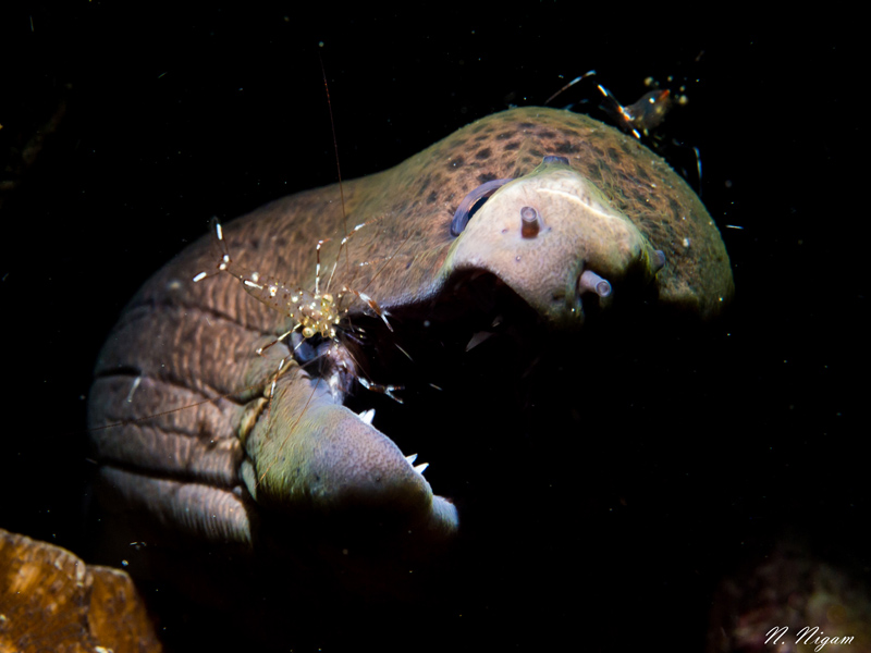 Cleaner shrimp doing their job in the mouth of this eel photographed in Phuket, Thailand.