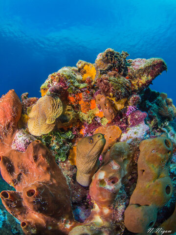 If you don’t fill your frame with the eel, it’s easy to lose the subject in the image. However, you can also consider not filling the frame for artistic effect. In this image taken in the Dominican Republic, you can see the eel blends in quite well with the surrounding sponges. Olympus E-PM1, Panasonic Lumix 8mm Fisheye lens. 1/160 sec, f/16, ISO 200.