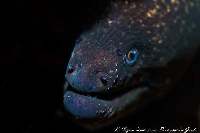 Although this is a nice image with good lighting, the lack of detail in the eye detracts from the overall feeling. However, in this case the fine detail of the snout gives the image some nice texture. Taken with the Nikon D850, Nikon 90 mm macro lens, a Sea & Sea YS-D1 strobe, and a fiber optic snoot. 1/200 sec, f/5.6, ISO 64.