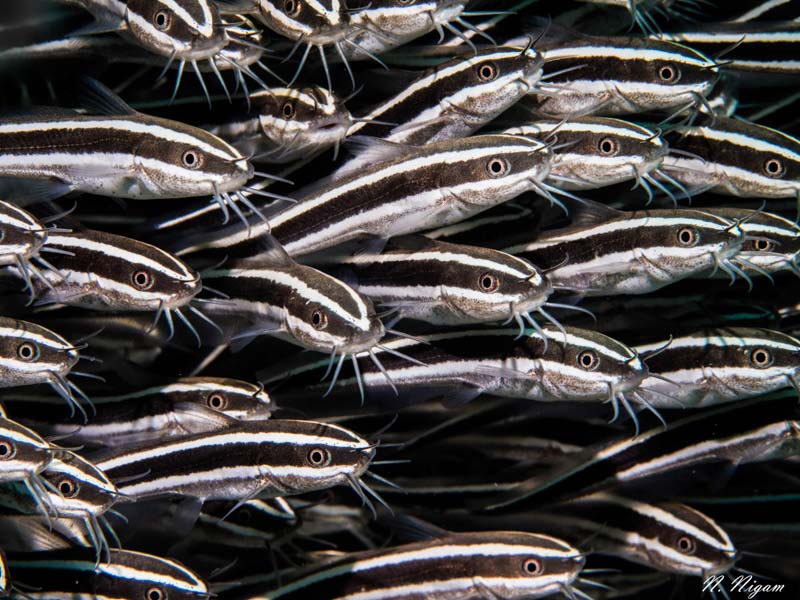 Tips for Lighting Quick Critters with a Snoot - Underwater Photography ...