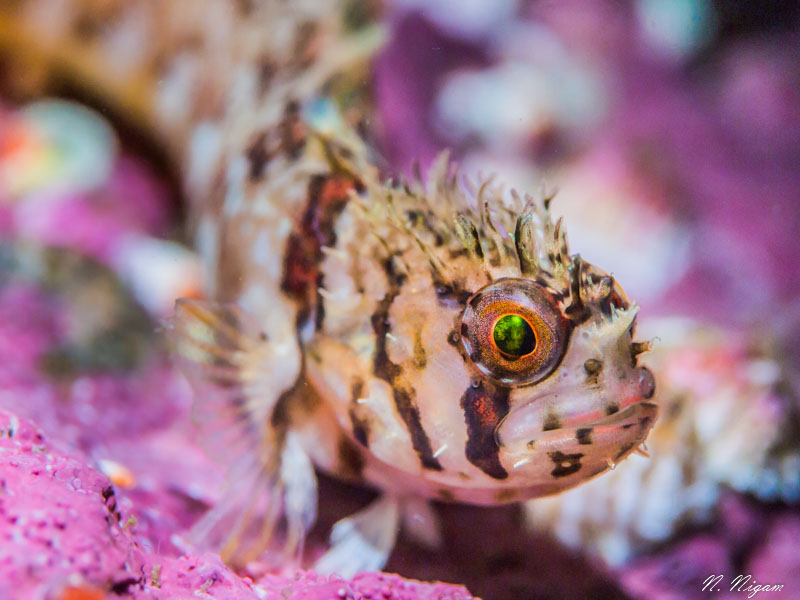 Tips for Lighting Quick Critters with a Snoot - Underwater Photography ...