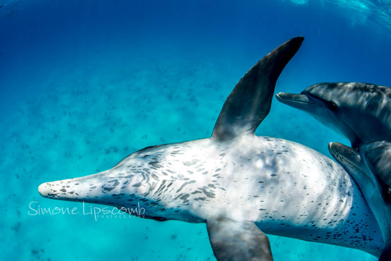 Nikon D800, Aquatica housing, Sigma 15mm fisheye lens. 1/250 sec, f/10, ISO 320.