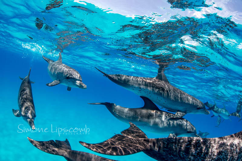 Nikon D800, Aquatica housing, Sigma 15mm fisheye lens. 1/250 sec, f/14, ISO 320.