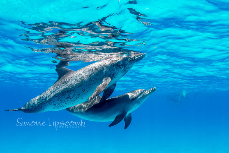 Nikon D800, Aquatica housing, Sigma 15mm fisheye lens. 1/250 sec, f/10, ISO 320.