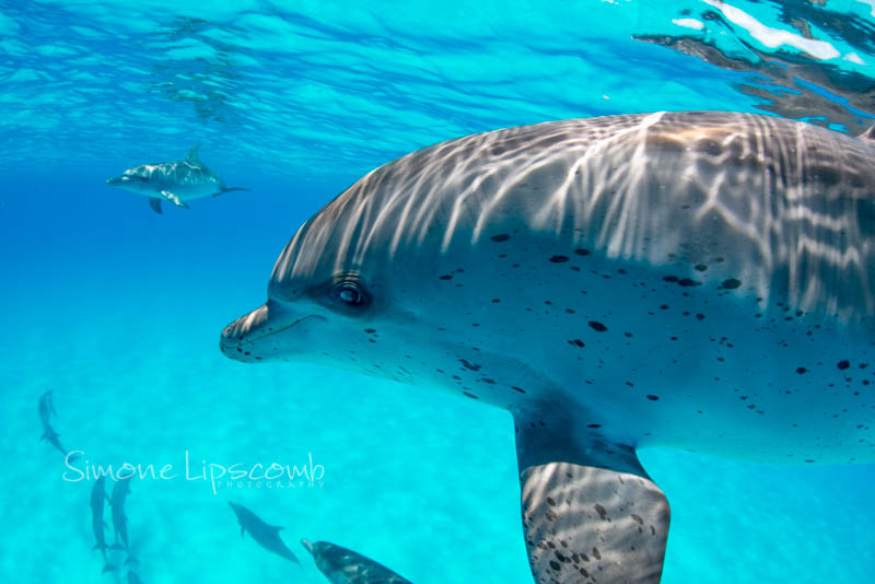 Nikon D800, Aquatica housing, Sigma 15mm fisheye lens. 1/250 sec, f/10, ISO 320.