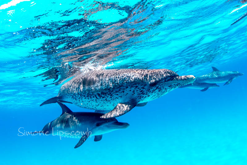 Nikon D800, Aquatica housing, Sigma 15mm fisheye lens. 1/250 sec, f/10, ISO 320.