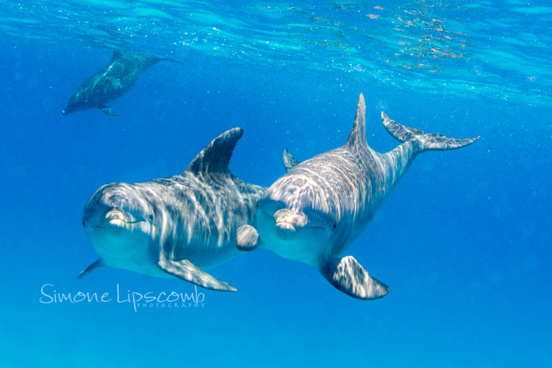 Nikon D800, Aquatica housing, Sigma 15mm fisheye lens. 1/250 sec, f/10, ISO 320.