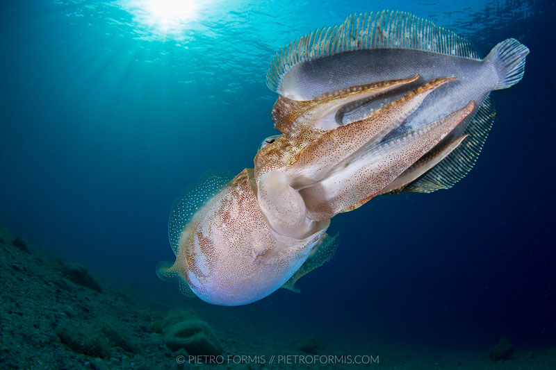 Cuttlefish (Sepia officinalis) eating a Turbot Fish (Bothus podas). Noli, Liguria. Shot with Canon 5D Mark III. 1/160 sec, f/20, ISO 250, Tokina 10-17, 1.4 TC Kenko, Nauticam 4.33 minidome.