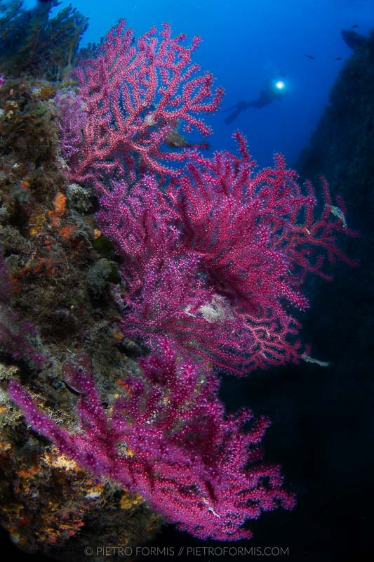 Gorgonians (Parimuricea clavata). Levanto, Liguria. Shot with Canon 5D Mark III. 1/80 sec, f/16, ISO 320, Tokina 10-17, 1.4 TC Kenko, Nauticam 4.33 minidome.