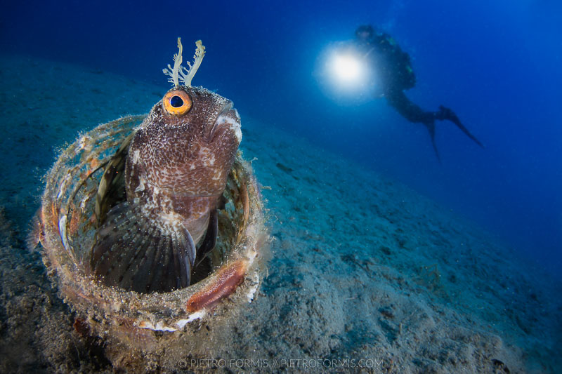 CFWA of a Blennie with diver (Blennius ocellaris). Model: Mari Lasco. Noli, Liguria. Shot with Canon 5D Mark III. 1/30 sec, f/22, ISO 400, Tokina 10-17, 1.4 TC Kenko, Nauticam 4.33 minidome.