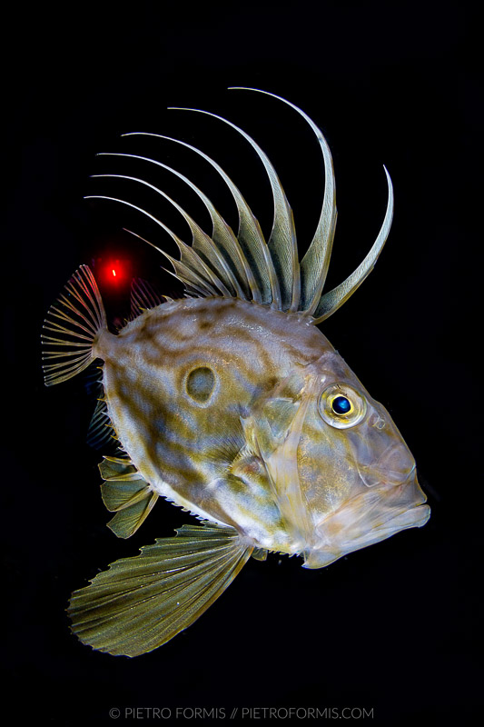 John Dory (Zeus faber) during a night dive. Noli, Liguria. Shot with Canon 5D Mark III. 1/100 sec, f/18, ISO 400, Tokina 10-17, 1.4 TC Kenko, Nauticam 4.33 minidome.