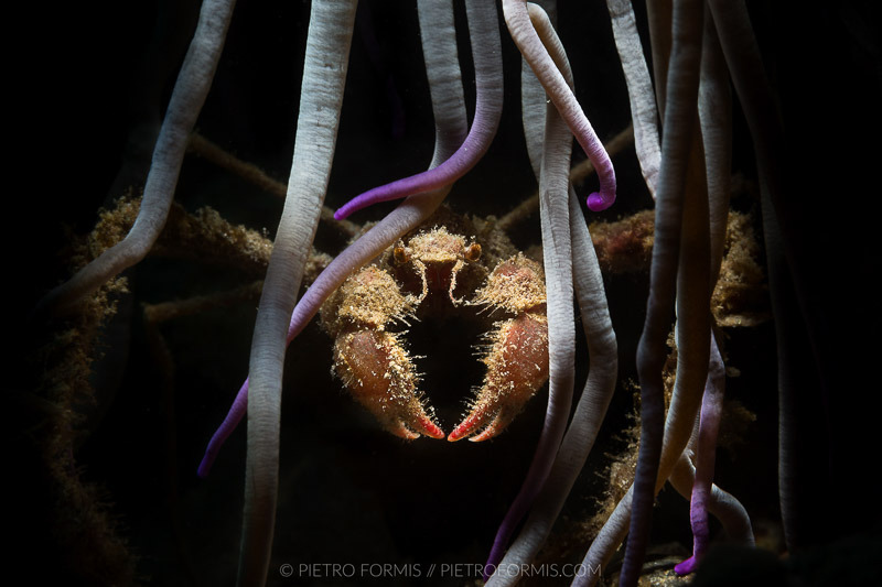 Snooted Mediterranean Anemone Crab (Inachus phalangium). Noli, Liguria. Shot with Canon 5D Mark III. 1/200 sec, f/16, ISO 200, Canon 100mm USM Macro.