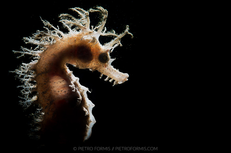 Backlit/snooted Seahorse (Hyppocampus guttulatus). Noli, Liguria Shot with Canon 5D Mark III. 1/200 sec, f/18, ISO 200 Canon 100mm USM Macro.