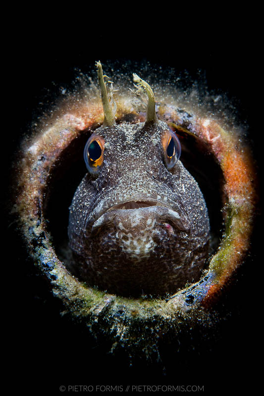 Snooted Blennie (Blennius ocellaris). Noli, Liguria Shot with Canon 5D Mark III. 1/200 sec, f/16, ISO 200, Canon 100mm USM Macro.