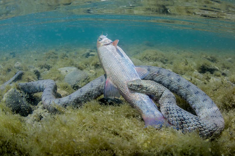 Freshwater Snake (Natrix Tassellata) eating its prey. Magra, Liguria. Shot with Canon 5D Mark III. 1/100 sec, f/20, ISO 1000, Tokina 10-17, 1.4 TC Kenko, Nauticam 4.33 minidome.