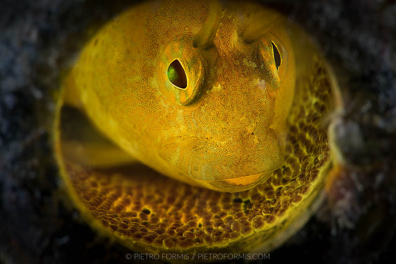Blennie (Parablennius tentacularis) in an abandoned bottle. Noli, Liguria. Shot with Canon 5D Mark III. 1/200 sec, f/32, ISO 100 Canon 100mm USM Macro.