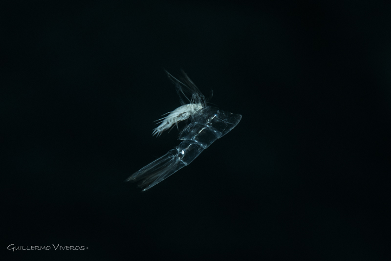 Copepod feeding on shrimp tail shell. Nikon D-810, Sea & Sea Housing, AF-S VR Micro-Nikkor 105 f/2.8G, 2x S&S YS-D1 strobes. 1/160 sec, f/18, ISO 160.
