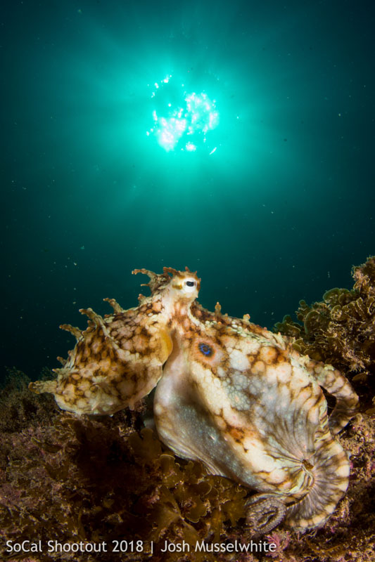 SoCal Shootout 2018, Best in Show - "Octopus with Sunball" - Nikon D7200 Camera, Tokina 10-17mm Lens, Nauticam Housing, Sea & Sea YS-D1 Strobes