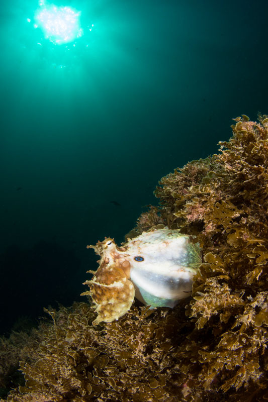 This California two-spot octopus turns solid white as it digs its tentacles into the reef and inflates like a balloon