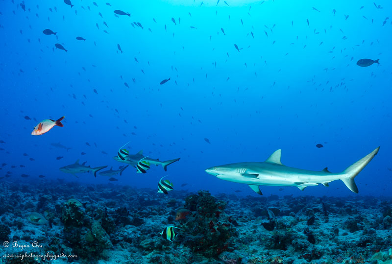 Gray reef shark with reef fish in the North Pass. Olympus OM-D E-M1, Olympus 8mm fisheye f/1.8 PRO lens, Nauticam housing, Sea & Sea YS-D1 strobes. 1/125 sec, f/8, ISO 200.