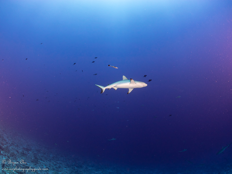Gray reef shark (no crop). Olympus OM-D E-M1, Olympus 8mm fisheye f/1.8 PRO lens, Nauticam housing, Sea & Sea YS-D1 strobes. 1/200 sec, f/7.1, ISO 200.