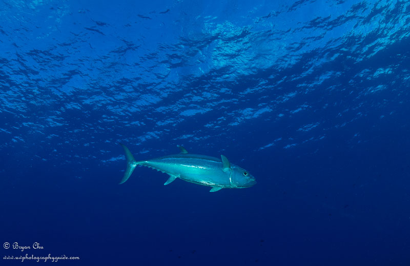 Tuna...not close enough (even with cropping)! Olympus OM-D E-M1, Olympus 8mm fisheye f/1.8 PRO lens, Nauticam housing, Sea & Sea YS-D1 strobes. 1/200 sec, f/9, ISO 200.