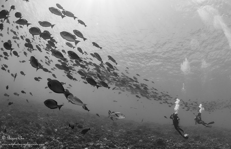 Fish highway. Olympus OM-D E-M1, Olympus 8mm fisheye f/1.8 PRO lens, Nauticam housing, Sea & Sea YS-D1 strobes. 1/160 sec, f/10, ISO 200.
